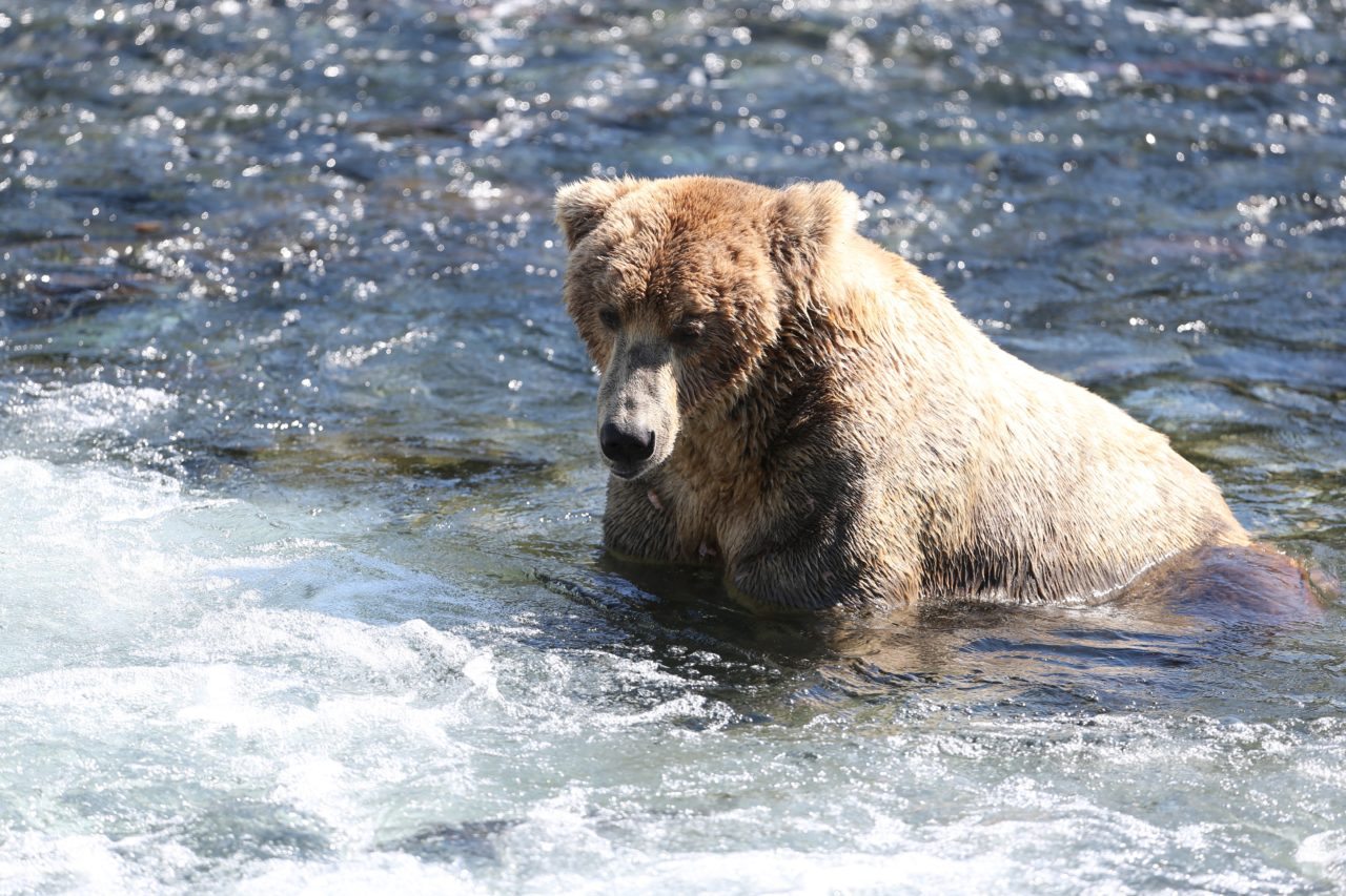 Brooks Falls Bear Viewing King Salmon Alaska Gold Creek Lodge