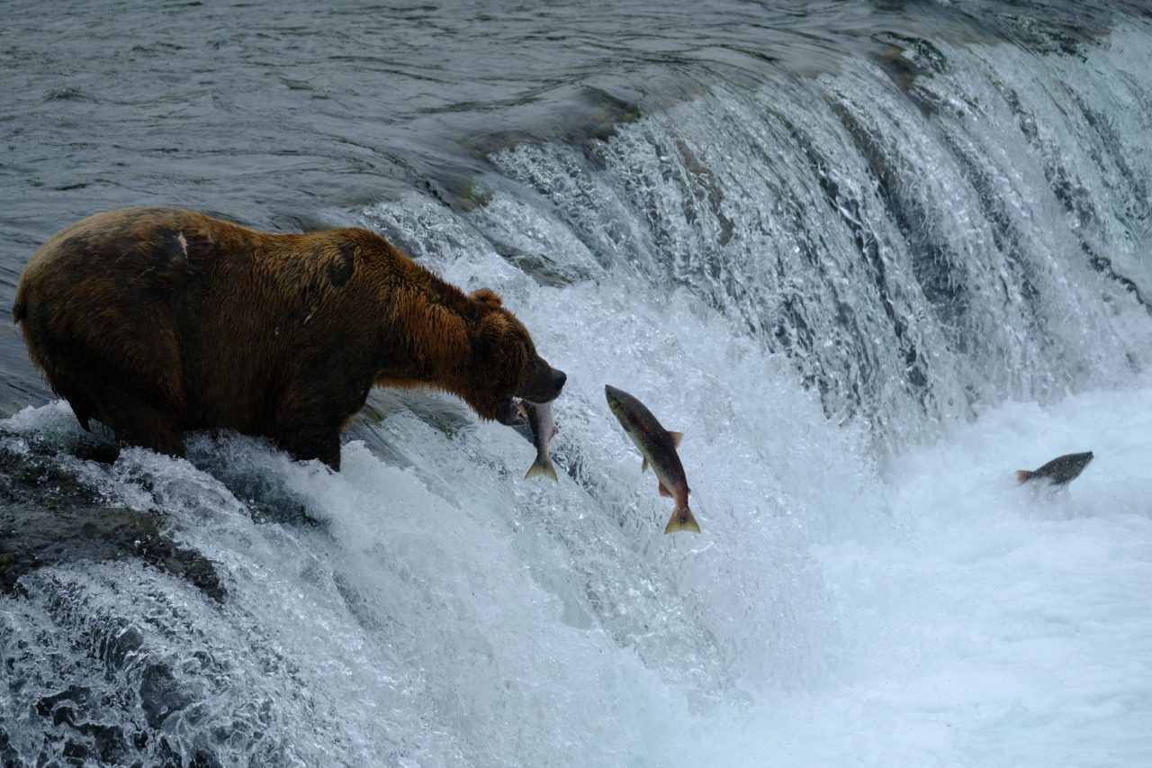 Brooks Falls Bear Viewing Katmai Bear Viewing Alaska's Gold Creek Lodge