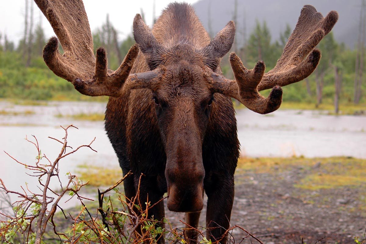 shutterstock_2677996 Alaska