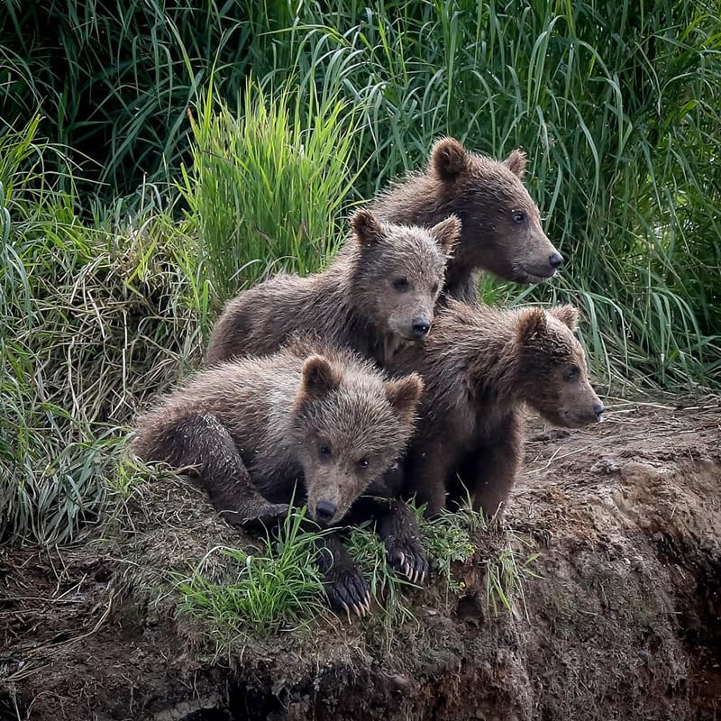 Brooks Falls Bear Viewing Katmai Bear Viewing Alaska's Gold Creek Lodge