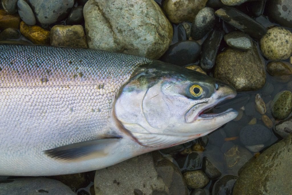 Alaska King Salmon Season Alaska's Gold Creek Lodge