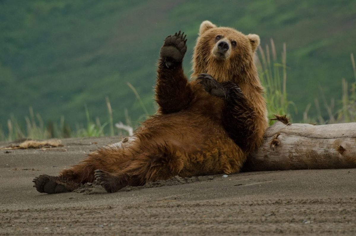 Bear Viewing in Alaska Alaska's Gold Creek Lodge